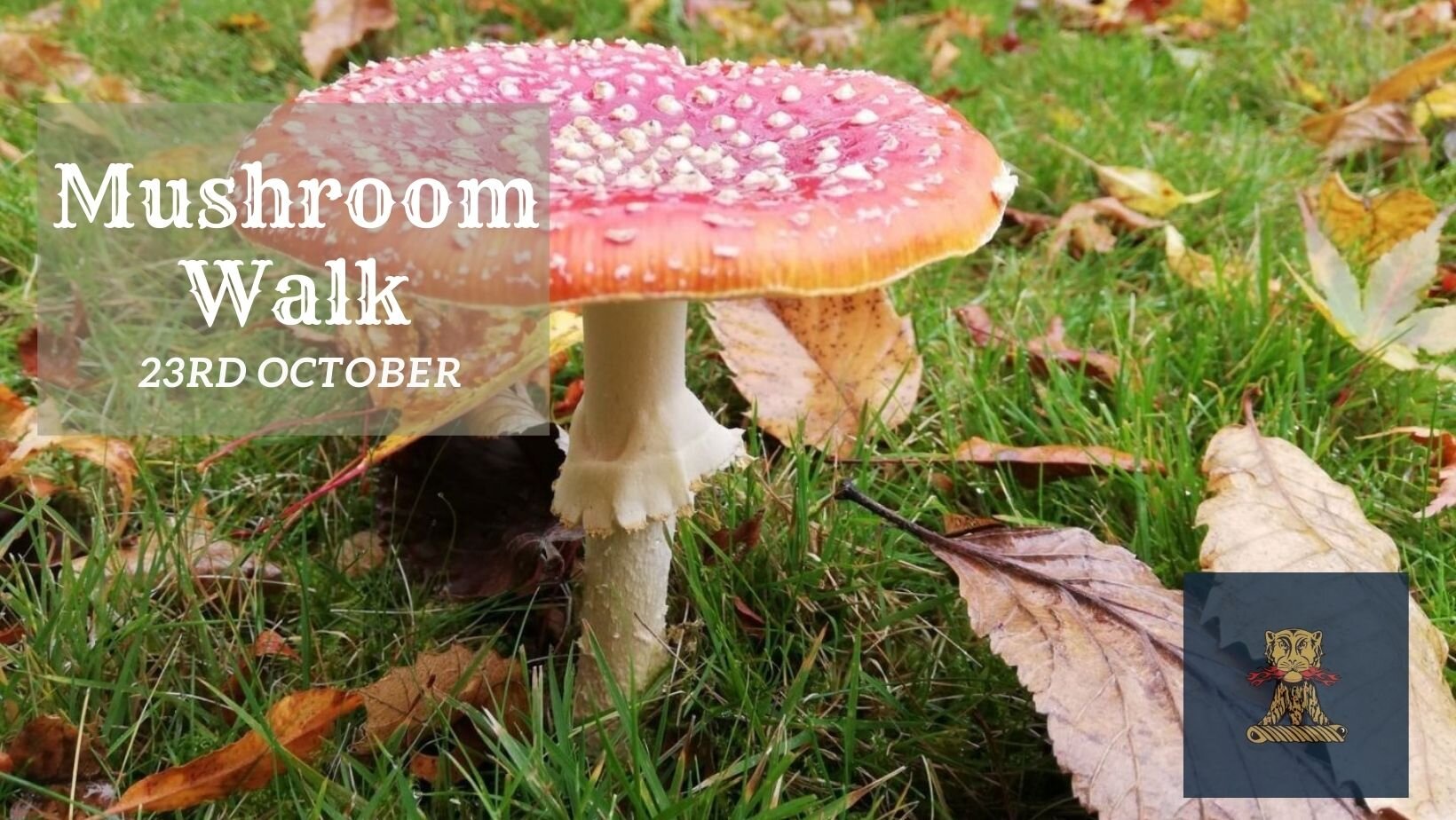 Mushroom Walk  | 23rd October 2022