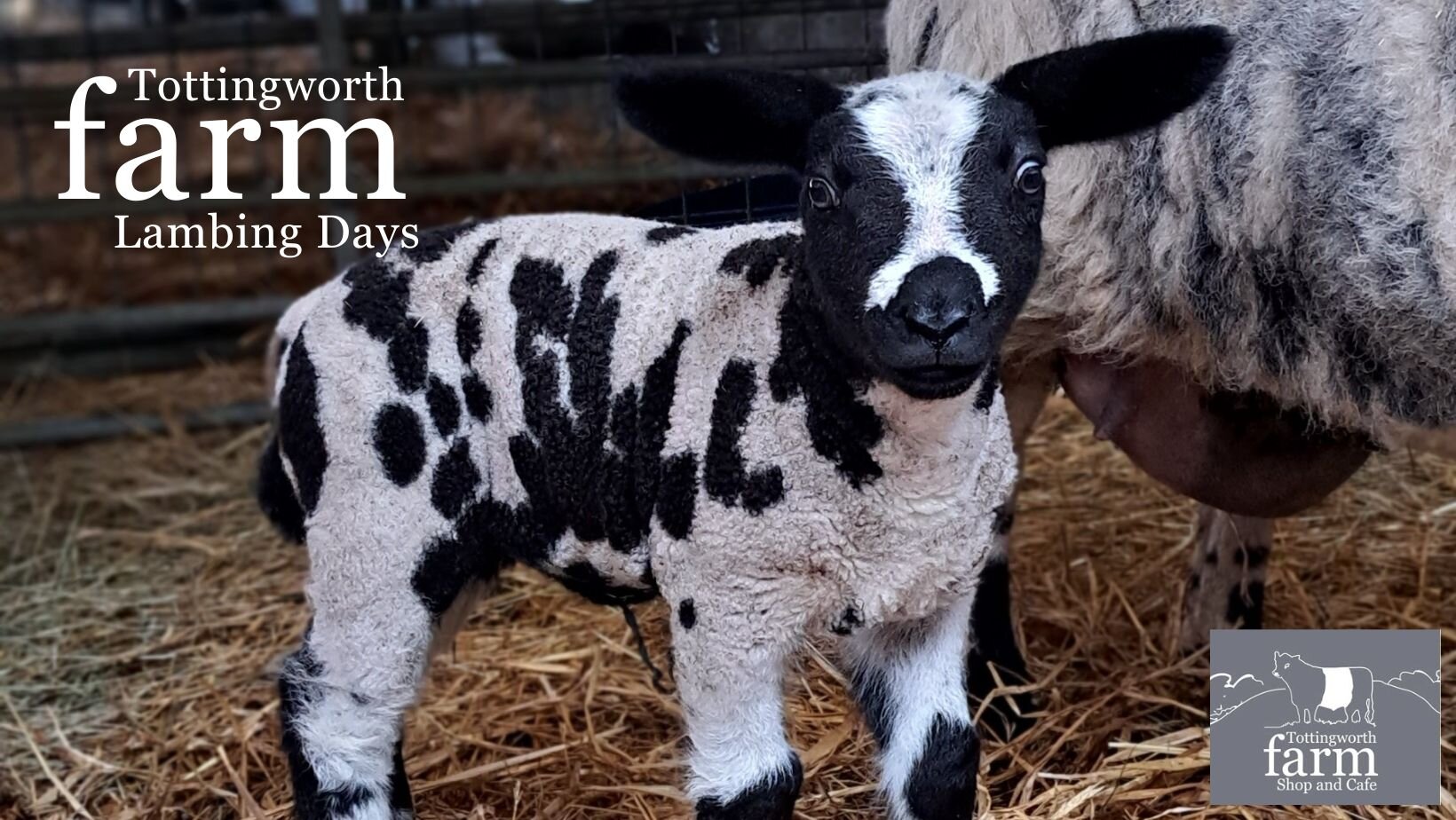 Lambing Open Days 28th / 29th / 30th  March 