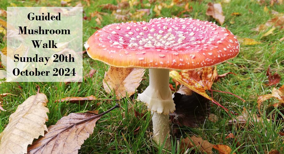 Guided Mushroom Walk  | Sunday 20th October 2024