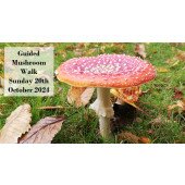 Guided Mushroom Walk  | Sunday 20th October 2024