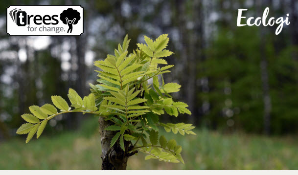 Trees for Change reforestation project