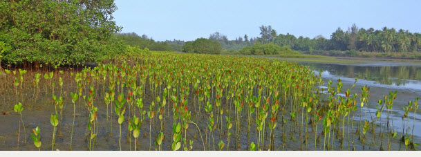 Trees for Change Mangrove reforestation