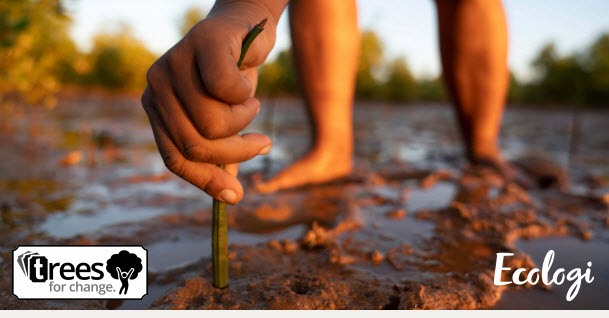 Mangrove restoration in Madagascar